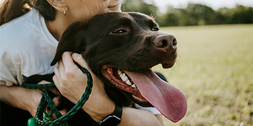 Labrador matrice