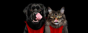 Chien et Chat
